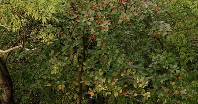 Egy magyar fafaj kihalt a természetes élőhelyéről.