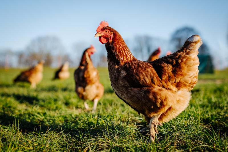 A madárinfluenza terjedését számos tényező befolyásolja, és ezek közül több is kulcsszerepet játszik a vírus elterjedésében - Berek.