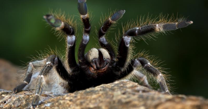 Pókok özönlötték el otthonát az ősz beköszöntével? Ne aggódjon! Ezekkel az egyszerű tippekkel megelőzheti a nem kívánt látogatók megjelenését!