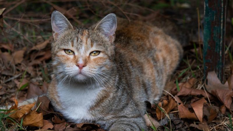 A téli hónapok beköszöntével a macskák különösen érzékenyebbé válhatnak bizonyos betegségekre. Ilyenkor érdemes fokozott figyelmet fordítani a kis kedvenceink egészségére, mivel a hideg időjárás és a csökkent aktivitás miatt a fertőzések és egyéb egészség
