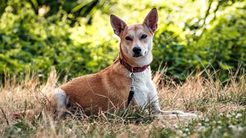 Ezek a jelzések segíthetnek felismerni, ha a kedvenced igazán magabiztosan érzi magát.