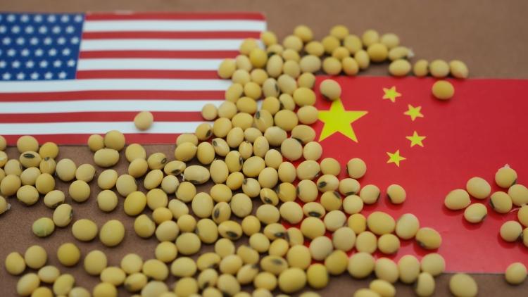 Napi 300 ezer tonna - ha ez tényleg így van, a szójaárak felfelé ívelnek majd! - Agrárszektor