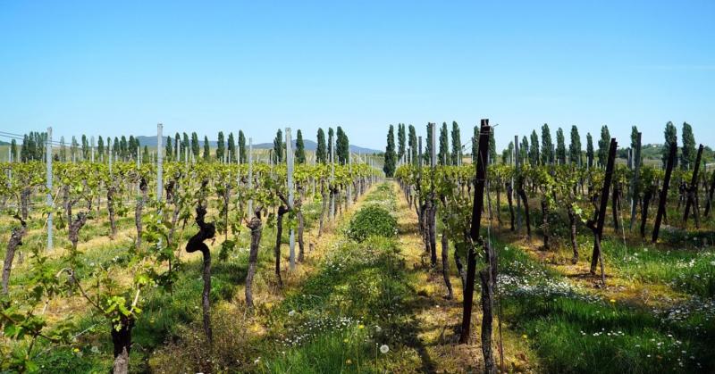 A szőlőkabóca elleni védekezéshez természetes megoldások alkalmazása hatékony lehet. Ezek a módszerek nemcsak környezetbarátok, hanem elősegítik a fenntartható mezőgazdasági gyakorlatokat is. Fontos, hogy a növényvédelmi stratégiánk részeként figyelembe v